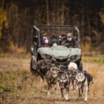 Fall Aurora Mushing Cart Ride Bucket List Adventure - An In-Depth Look at the Experience in Fairbanks