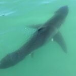 Family and Private Group Whale and Dolphin Watching - The Sum Up