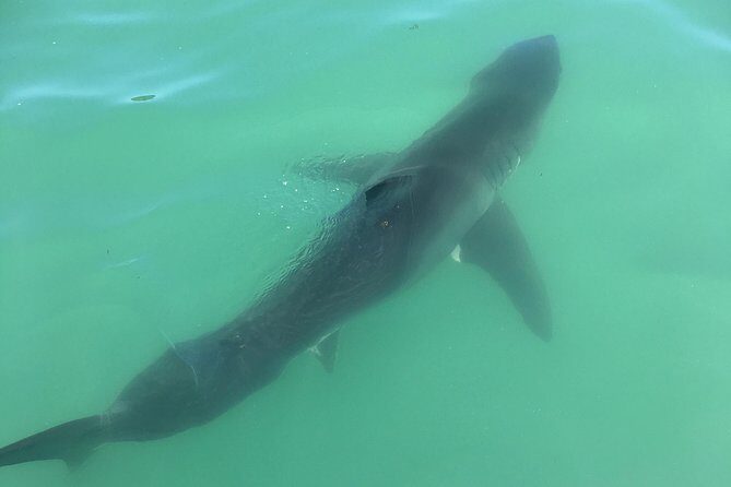 Family and Private Group Whale and Dolphin Watching - The Sum Up