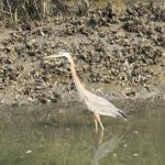 Family Friendly Dolphin Nature Kayak Tours in Hilton Head - Frequently Asked Questions