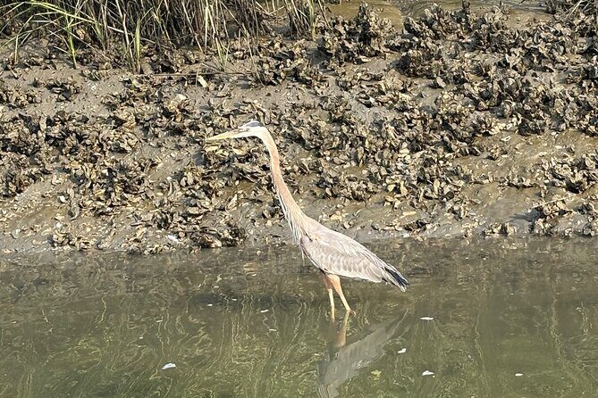 Family Friendly Dolphin Nature Kayak Tours in Hilton Head - Frequently Asked Questions