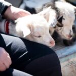 Farm Day Pass General Admission - Practical Details and Tips