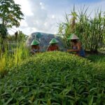 Farm-To-Table Healthy Cooking Class: Half-Day Tour - What to Expect on the Tour