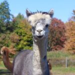 Farm Tour at Clover Brooke Llama/Alpaca/Goat Farm - Final Thoughts: Is It Worth It?