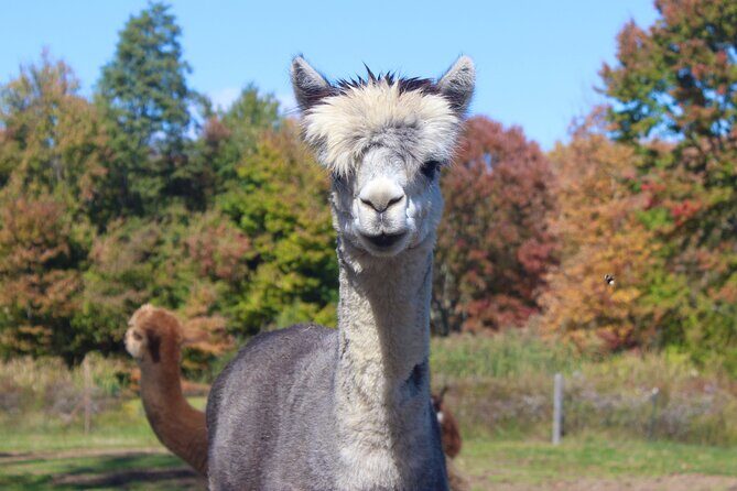 Farm Tour at Clover Brooke Llama/Alpaca/Goat Farm - Final Thoughts: Is It Worth It?