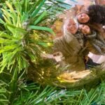 Festive Holiday Trees and Treats Crawl in NYC - Exploring the Festive Holiday Trees and Treats Crawl in NYC