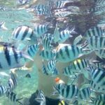 Fishing Trip Pick Up From Kuta Lombok - Final Thoughts