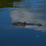 Flamingos Tour in Rio Lagartos Yucatan 2 hours - Who Will Love This Tour?