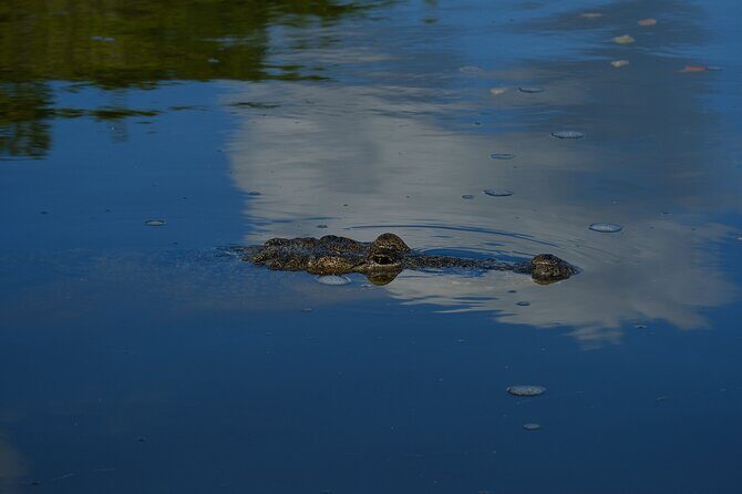 Flamingos Tour in Rio Lagartos Yucatan 2 hours - Who Will Love This Tour?