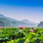 Flexible Hangzhou Private Day Tour with Lunch - Who Will Love This Tour?