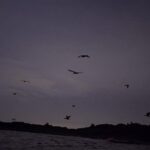 Florida Bioluminescence Clear Kayak tour/ Beacon 42 (Titusville) - What Do Travelers Say?