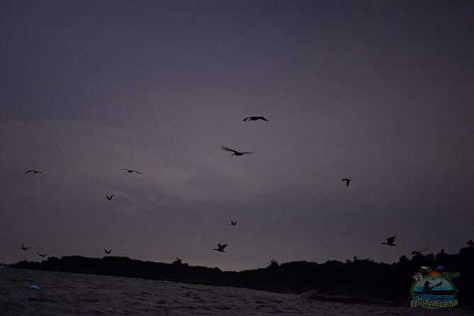 Florida Bioluminescence Clear Kayak tour/ Beacon 42 (Titusville) - What Do Travelers Say?