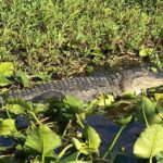 Florida Everglades Airboat Tour and Wild Florida Admission with Optional Lunch - Who Will Love This Tour?
