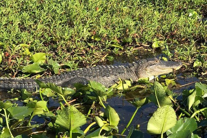 Florida Everglades Airboat Tour and Wild Florida Admission with Optional Lunch - Who Will Love This Tour?