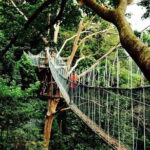 Forest Research Institute Malaysia (FRIM) Nature Trekking Tour - Who Should Consider This Tour?