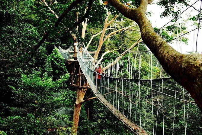 Forest Research Institute Malaysia (FRIM) Nature Trekking Tour - Who Should Consider This Tour?