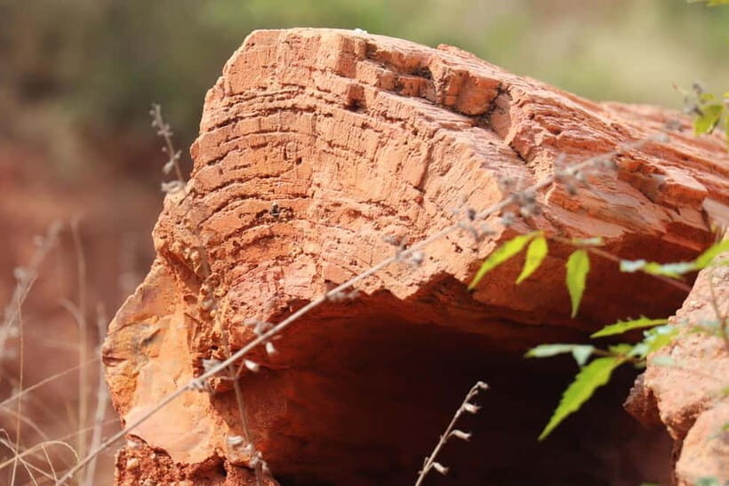 Fossil Walk  Unearthing Ancient Secrets near Pondicherry - A Closer Look at the Fossil Walk Experience