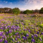 Fredericksburg Wine Tour with Three Winery Stops Plus Lunch - The Logistics and Itinerary Breakdown