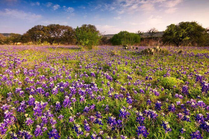 Fredericksburg Wine Tour with Three Winery Stops Plus Lunch - The Logistics and Itinerary Breakdown