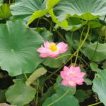 French-speaking tour of Tokyo between modernity and tradition - The Practical Side: What to Expect