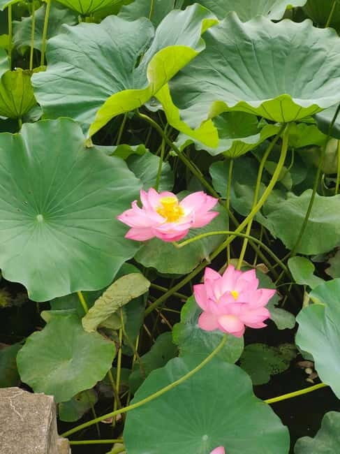 French-speaking tour of Tokyo between modernity and tradition - The Practical Side: What to Expect