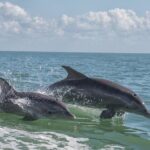 Frisky Mermaid Pontoon Boat Rentals in Pensacola Beach - Activities in Detail