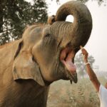 From Agra: Taj Mahal Tour w/ Elephant Conservation - Transportation & Logistics