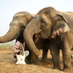 From Agra: Visit to Wildlife SOS Elephant Conservation Trip - A Closer Look at the Elephant Conservation Trip from Agra