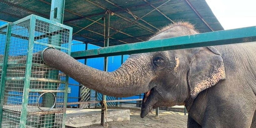 From Agra: Visit to Wildlife SOS Elephant Conservation Trip - Breaking Down the Value