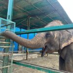 From Agra: Visit to Wildlife SOS Elephant Conservation Trip - Exploring the Agra Elephant Conservation Experience
