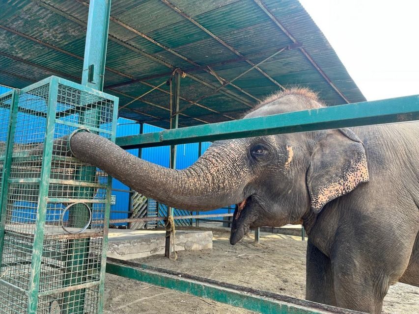 From Agra: Visit to Wildlife SOS Elephant Conservation Trip - Exploring the Agra Elephant Conservation Experience