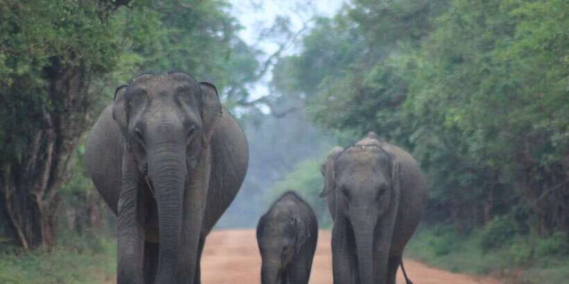 From: Ahungalla/Ambalangoda/Kosgoda/Balapitiya - YALA Safari - The Practicalities: Transport, Cost, and Comfort