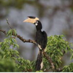 From Anuradhapura: All Inclusive Full Day Safari at Wilpattu - Who Will Love This Tour?