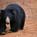 From Anuradhapura: Full Day Wilpattu's Wild Wonders -Private - Who Should Consider This Tour?