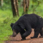 From Anuradhapura: Wilpattu National Park Half-Day Safari - A Closer Look at the Wilpattu Safari Experience