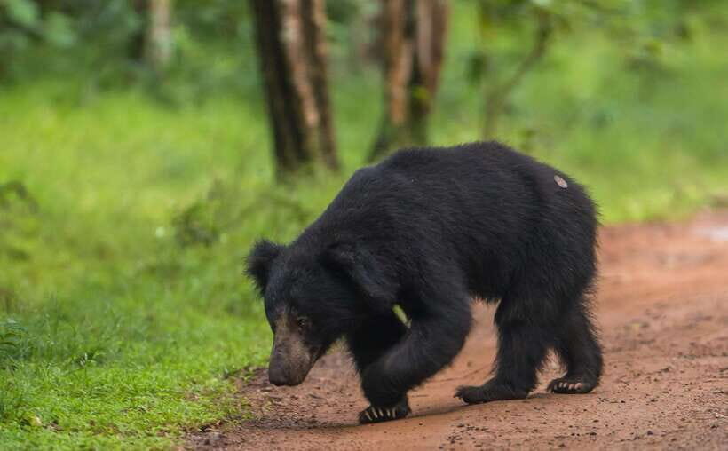 From Anuradhapura: Wilpattu National Park Half-Day Safari - A Closer Look at the Wilpattu Safari Experience