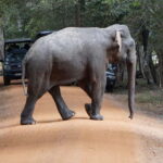 From Anuradhapura:Wilpattu Full-Day Wildlife Safari. - Why This Safari Works Well