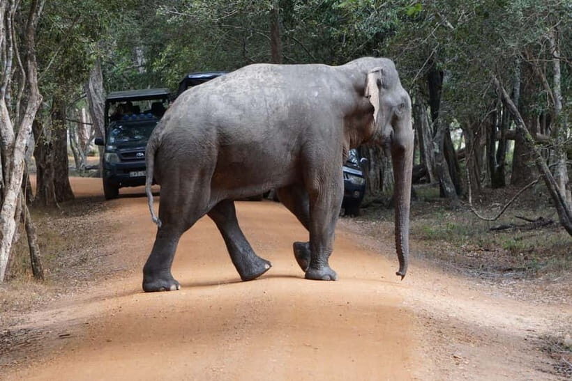 From Anuradhapura:Wilpattu Full-Day Wildlife Safari. - Why This Safari Works Well