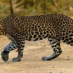 From Arugambay : Yala National Park Safari & Dropoff in Ella - Breaking Down the Itinerary