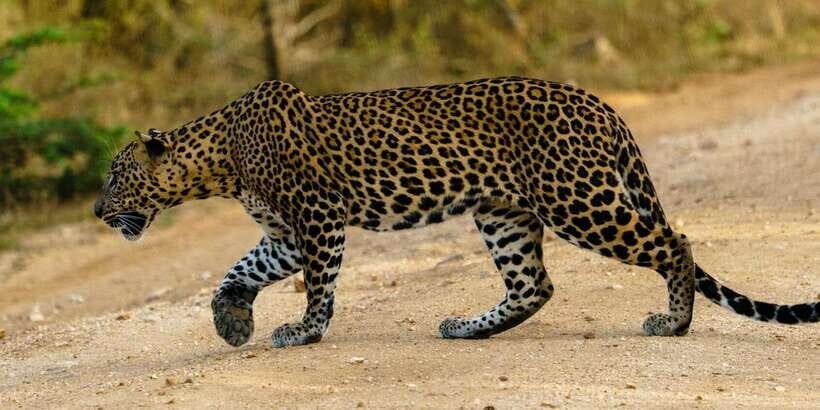 From Arugambay : Yala National Park Safari & Dropoff in Ella - Breaking Down the Itinerary