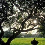 From Bentota/Beruwala: Lunuganga & Brief Garden Marvels Tour - Exploring the Highlights