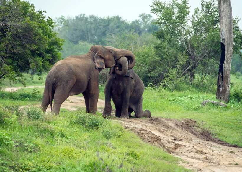 From Bentota: Elephant Transit Camp and Udawalawe Safari - Key Points