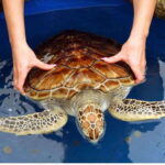 From Bentota: Exclusive Madu River Safari & Turtle Hatchery - What to Expect on the Tour
