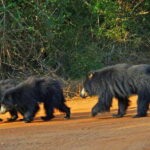 From Bentota: Full-Day Yala National Park Safari Tour - Detailed Itinerary and What to Expect