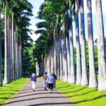 From Bentota/Kalutara: Magical Journey to Kandy & Pinnawala - Who Will Love This Tour?