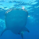 From Cancún: Half-Day Snorkeling with Whale Sharks - An In-Depth Look at the Tour Experience