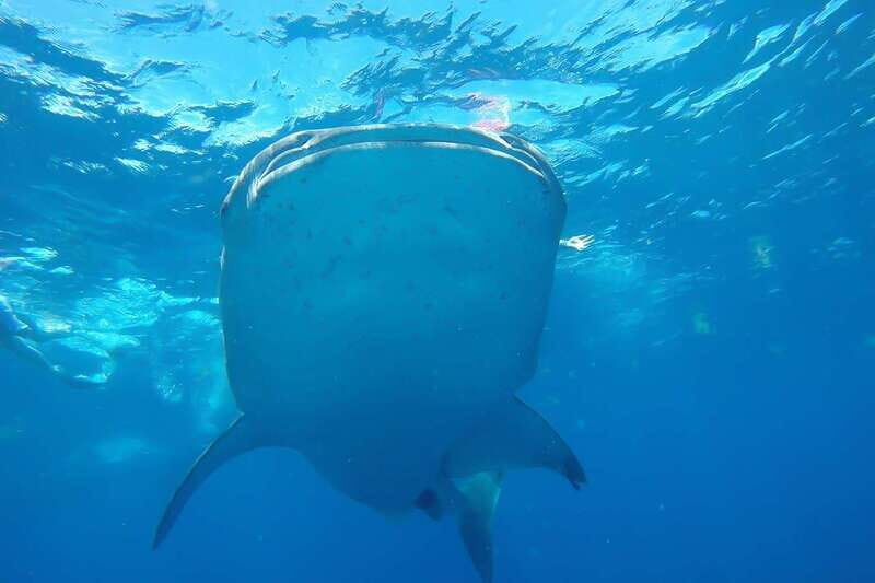 From Cancún: Half-Day Snorkeling with Whale Sharks - An In-Depth Look at the Tour Experience