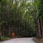 From Cebu-Bohol Day Tour with Roundtrip Ferry Transfers - What This Tour Means for You