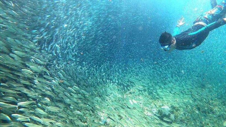 From Cebu City: Moalboal Pescador Snorkeling Tour + Lunch - What’s Included and What to Consider