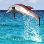 From Cebu:Pamilacan, Virgin Island, Dolphin Watching & Lunch - Who Should Consider This Tour?